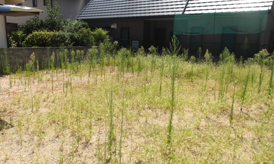 分譲地の草抜き